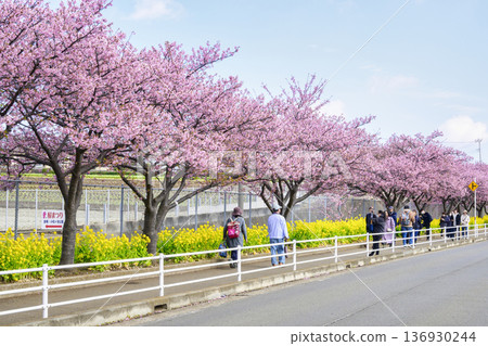 Kanagawa Prefecture, Miura Beach Cherry Blossom Festival, Kawazu Cherry Blossoms, along the Keikyu Line Kanagawa Prefecture, Miura Beach Cherry Blossom Festival, Kawazu Cherry Blossoms, along the Keikyu Line 136930244