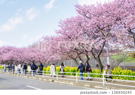 神奈川縣,三浦海灘櫻花祭,河津櫻花,京急線沿線 神奈川縣,三浦海灘櫻花祭,河津櫻花,京急線沿線 136930245