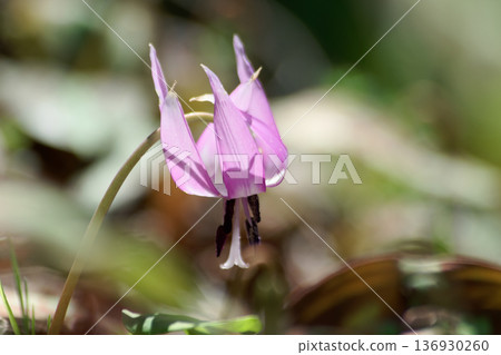Spring ephemeral flower 136930260