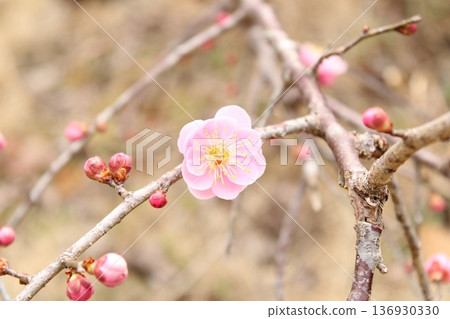 花告訴春天 花告訴春天 136930330