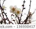白梅花 136930417