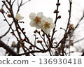 梅花開始綻放 136930418