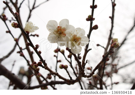 梅花開始綻放 梅花開始綻放 136930418