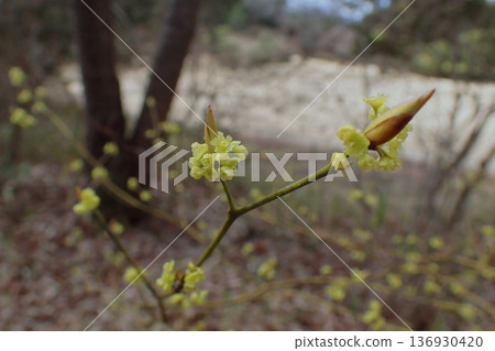 黑門司的開花 136930420