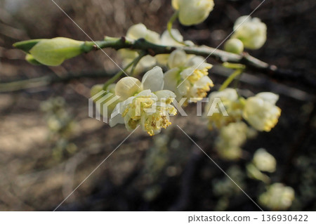 Flower of Aomogi 136930422