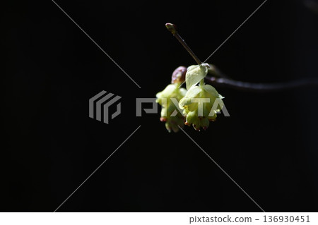 Early spring flowers: pale yellow flowers of the witch hazel family 136930451