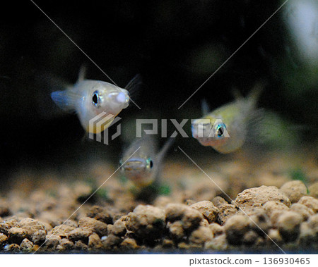 Endangered wild medaka (front facing) 136930465
