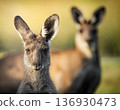 Female and Male Eastern Grey Kangaroos Female and Male Eastern Grey Kangaroos 136930473