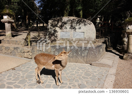 [Nara] Kasuga Taisha Shrine monument and deer 136930601