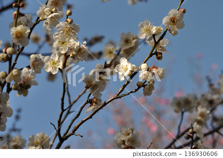 White plum blossoms and blue sky that make you feel the arrival of spring... 136930606