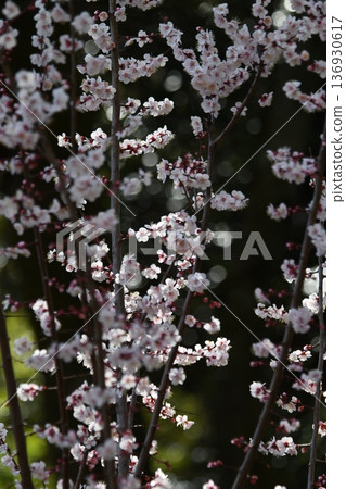 White plum blossoms of the Rosaceae Prunus genus White plum blossoms of the Rosaceae Prunus genus 136930617