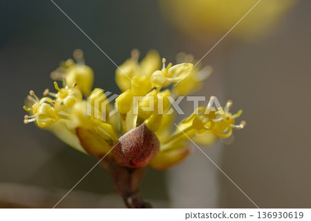 Early spring flowers: Yellow flowers of the cornelian cornelian family 136930619