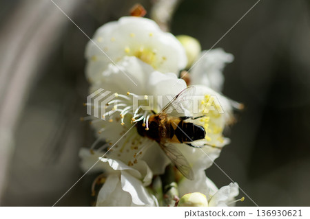 薔薇科李屬白李與訪花昆蟲 薔薇科李屬白李與訪花昆蟲 136930621