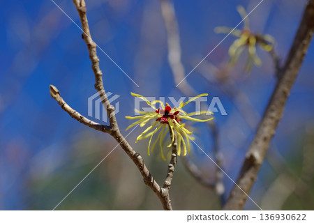 Flowering of witch hazel, a species endemic to Japan Flowering of witch hazel, a species endemic to Japan 136930622