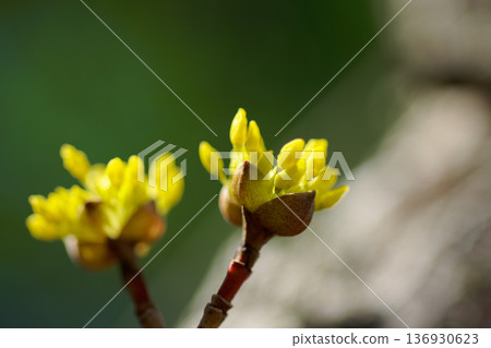 Cornus cornus flower blooming in early spring Cornus cornus flower blooming in early spring 136930623