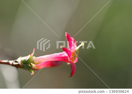 Japanese endemic species, Bush Warbler, blooms Japanese endemic species, Bush Warbler, blooms 136930624