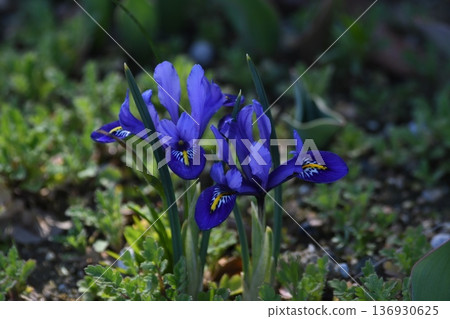 Dutch iris' blue flower Dutch iris' blue flower 136930625