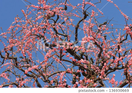 垂枝梅花與藍天（早春景象） 136930669