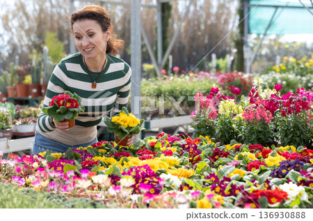 Adult woman choosing primrose in flower shop 136930888
