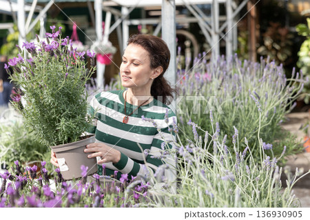 Woman customer-onlooker curiously examines showcase exhibition with outdoor plant lavender. 136930905