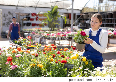 Female worker arranging flowering ranunculus in pots while gardening in modern glasshouse 136930916