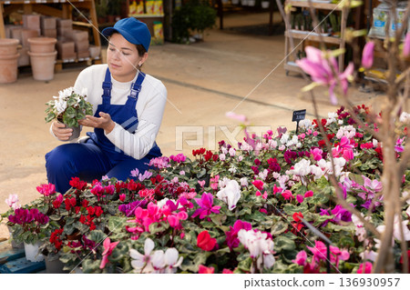 Young female saleswoman holding pots of cyclamen Young female saleswoman holding pots of cyclamen 136930957