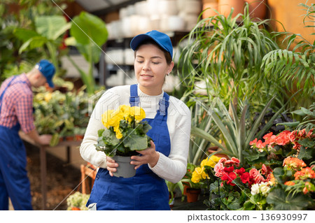 Female worker arranging flowering begonia gran in pots while gardening in orangery 136930997
