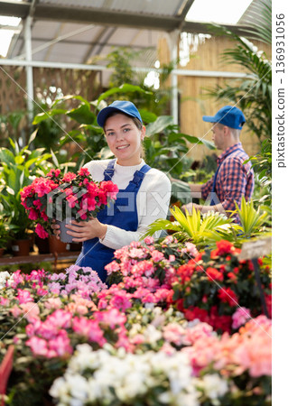 Female gardener arranging potted Azalea for market and wearing greenhouse uniform 136931056