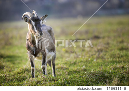 Nice white brown hairy bearded goat with long horns and beard on bright sunny warm summer day on blurred green grassy field background. Domestic animals farming concept. Nice white brown hairy bearded goat with long horns and beard on bright sunny warm summer day on blurred green grassy field background. Domestic animals farming concept. 136931146
