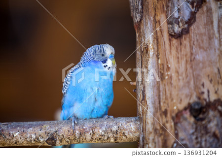 Small bright blue parrot bird sitting on tree branch on blurred copy space background. Keeping pets at home concept. Small bright blue parrot bird sitting on tree branch on blurred copy space background. Keeping pets at home concept. 136931204