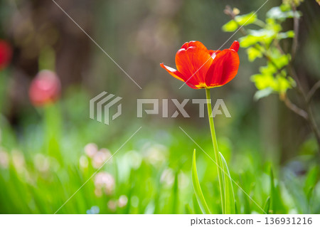 Closeup of red tulip flowers blooming in spring garden outdoors. Closeup of red tulip flowers blooming in spring garden outdoors. 136931216