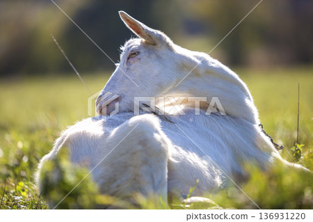 Portrait of white goat with beard on blurred bokeh background. Farming of useful animals concept. 136931220