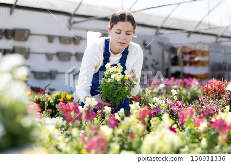 Young female gardener in overalls takes care of flowers conillets (antirrhinum majus) in greenhouse 136931336
