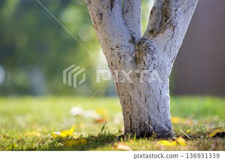 Whitewashed bark of tree growing in sunny orchard garden on blurred green copy space background. 136931339