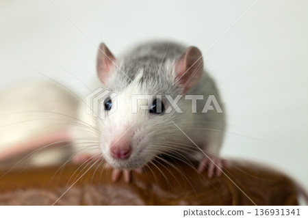 Closeup of funny white domestic rat with long whiskers. Closeup of funny white domestic rat with long whiskers. 136931341