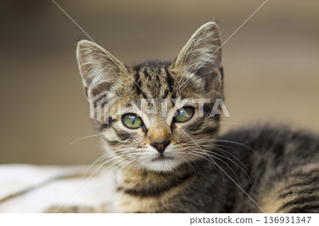 Portrain of beautiful serious looking kitten Portrain of beautiful serious looking kitten 136931347