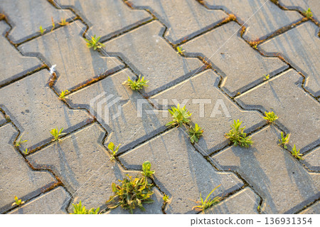 Weed plants growing between concrete pavement bricks. Weed plants growing between concrete pavement bricks. 136931354