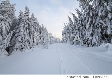 Beautiful winter landscape. Dense mountain forest with tall dark green spruce trees, path in white clean deep snow on bright frosty winter day. Beautiful winter landscape. Dense mountain forest with tall dark green spruce trees, path in white clean deep snow on bright frosty winter day. 136931360