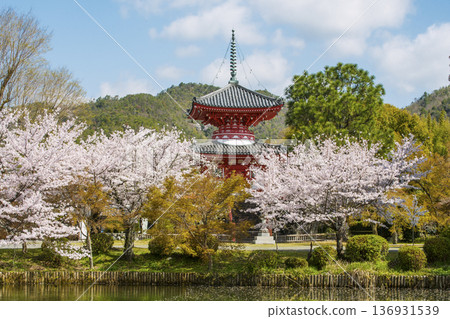 大覺寺大澤池櫻花盛開：多寶堂與櫻花交相輝映－京都熱門春季旅遊景點－京都著名賞櫻勝地 136931539