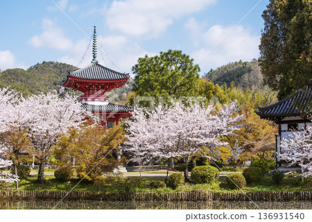 Daikaku-ji Temple's Osawa Pond in bloom with cherry blossoms: A beautiful scene of the pagoda and cherry blossoms - a popular spring tourist spot in Kyoto - a famous cherry blossom viewing spot in Kyoto Daikaku-ji Temple's Osawa Pond in bloom with cherry blossoms: A beautiful scene of the pagoda and cherry blossoms - a popular spring tourist spot in Kyoto - a famous cherry blossom viewing spot in Kyoto 136931540