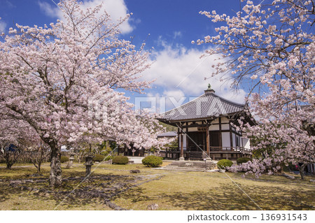 大覺寺大澤池櫻花盛開。京都春季旅遊勝地。京都著名的賞櫻勝地。 大覺寺大澤池櫻花盛開。京都春季旅遊勝地。京都著名的賞櫻勝地。 136931543