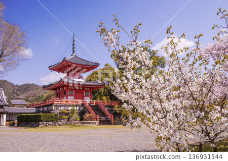 京都大覺寺大澤池櫻花盛開：寶塔與櫻花交相輝映，構成一幅美麗的畫面－京都春季熱門旅遊景點－京都著名的賞櫻勝地 136931544