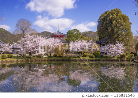 京都大覺寺大澤池櫻花盛開：寶塔與櫻花交相輝映，構成一幅美麗的畫面－京都春季熱門旅遊景點－京都著名的賞櫻勝地 136931546