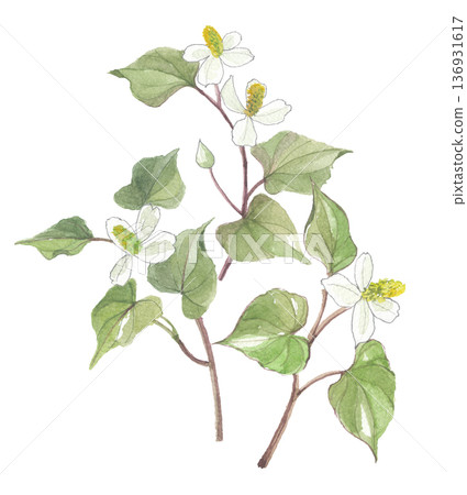 Dokudami drawn in watercolor 136931617