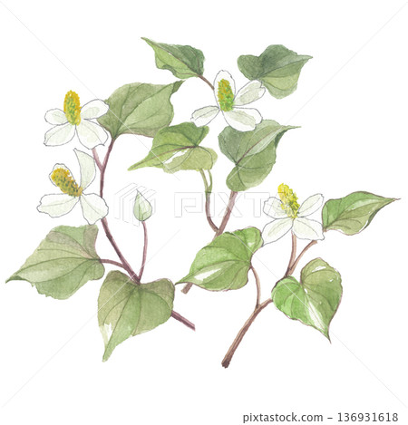 Dokudami drawn in watercolor 136931618