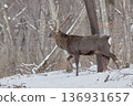 Ezo deer winter male 136931657
