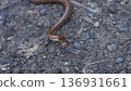 Young snake 136931661