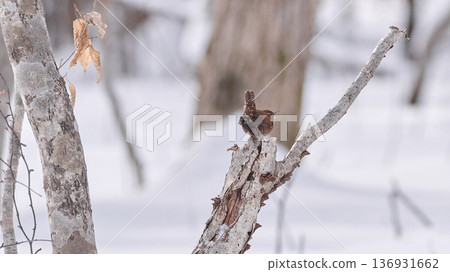 冬天的鷦鷯 136931662