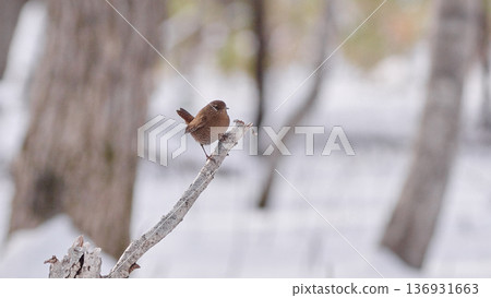 冬天的鷦鷯 136931663