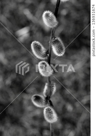 The black and white world of pussy willows bathed in the spring light 136931674